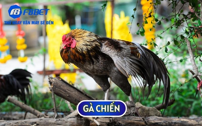 ga chien