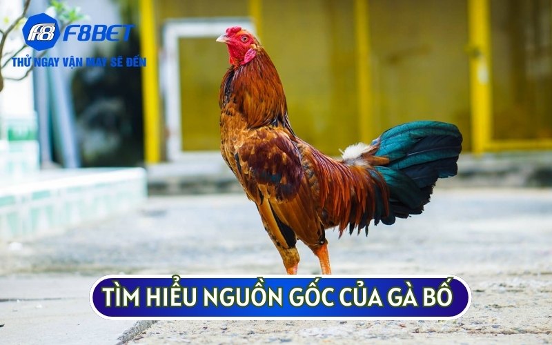 Bạn nên tìm hiểu về nguồn gốc của gà bố để chọn ra những chiến kê tốt nhất